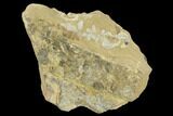 Triassic Fossil Fern (Otozamites?) - North Carolina #130304-2